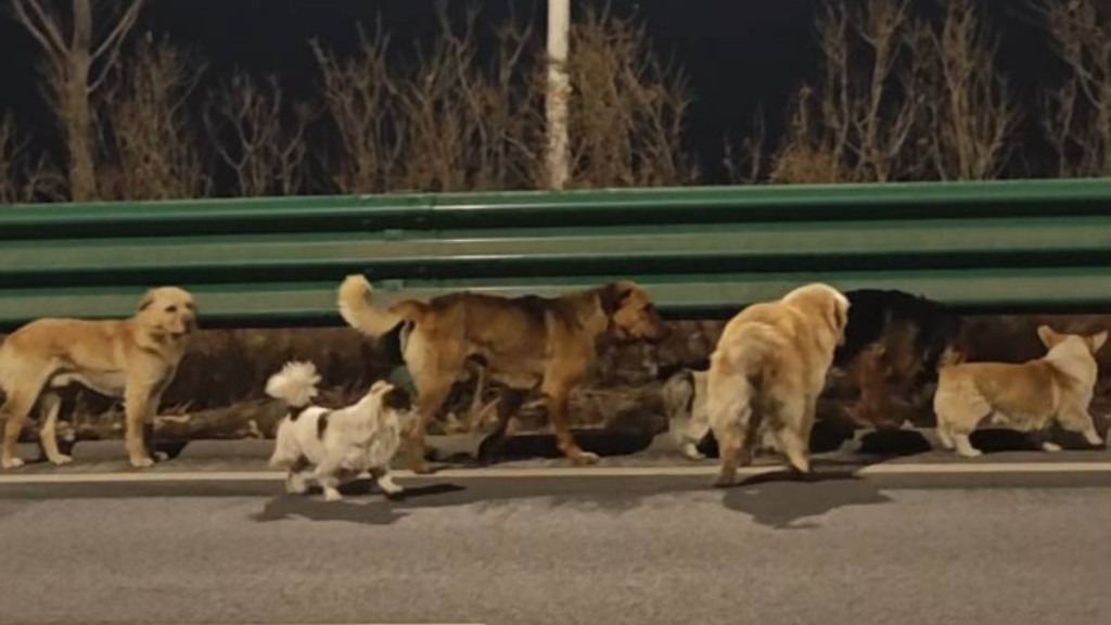 同村7犬成功逃生，結伴步行17公里回家。抖音＠馮偉