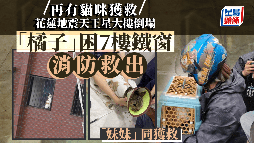 台灣花蓮地震︱天王星大樓再有家貓獲救 罹難康老師愛貓誘捕中