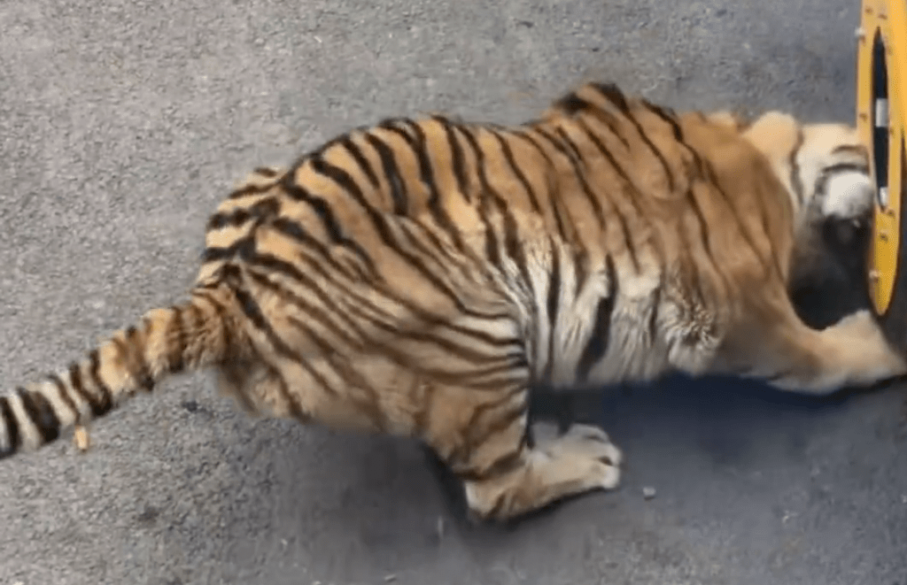 網傳動物園觀光車壓碎老虎下巴。