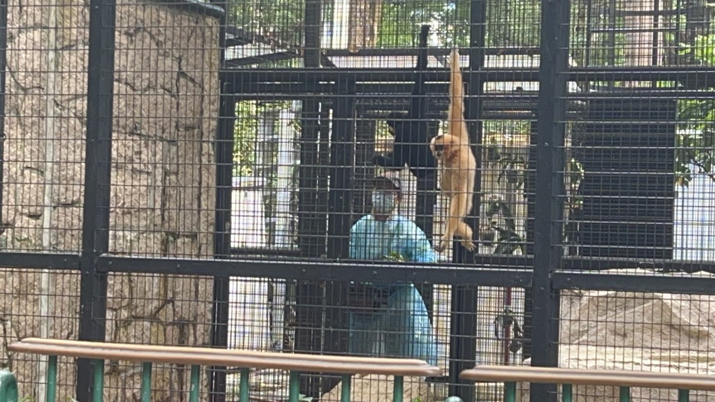 職員早前穿上保護衣餵猴。資料圖片