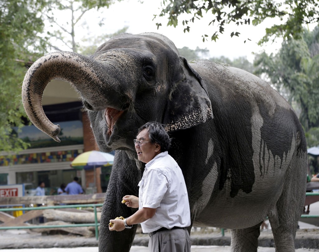 動物保護團體不忍Mali生活環境太慘，10年前已為牠爭取退休。圖為10年前38歲的Mali獲投餵香蕉。 美聯社