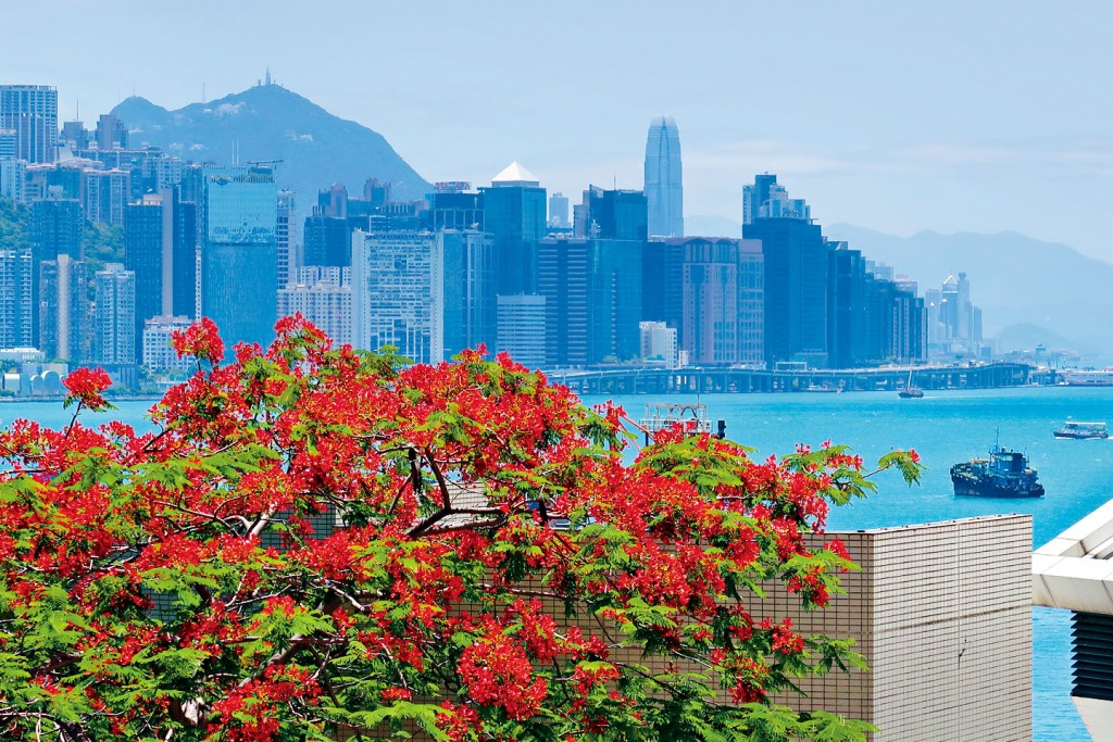 張愛玲於《傾城之戀》中，將鳳凰木的紅描繪得別出心裁。