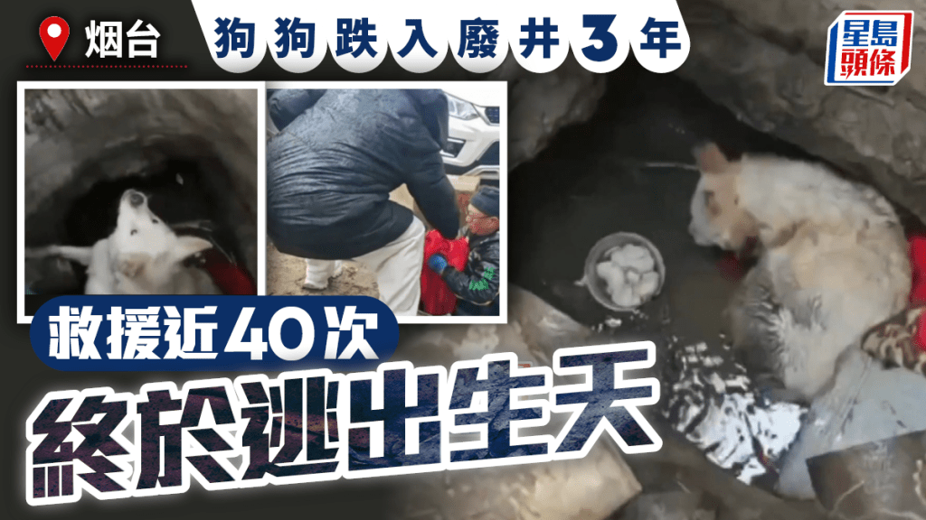 烟台唐狗跌入廢井3年  救援近40次終見天日︱有片