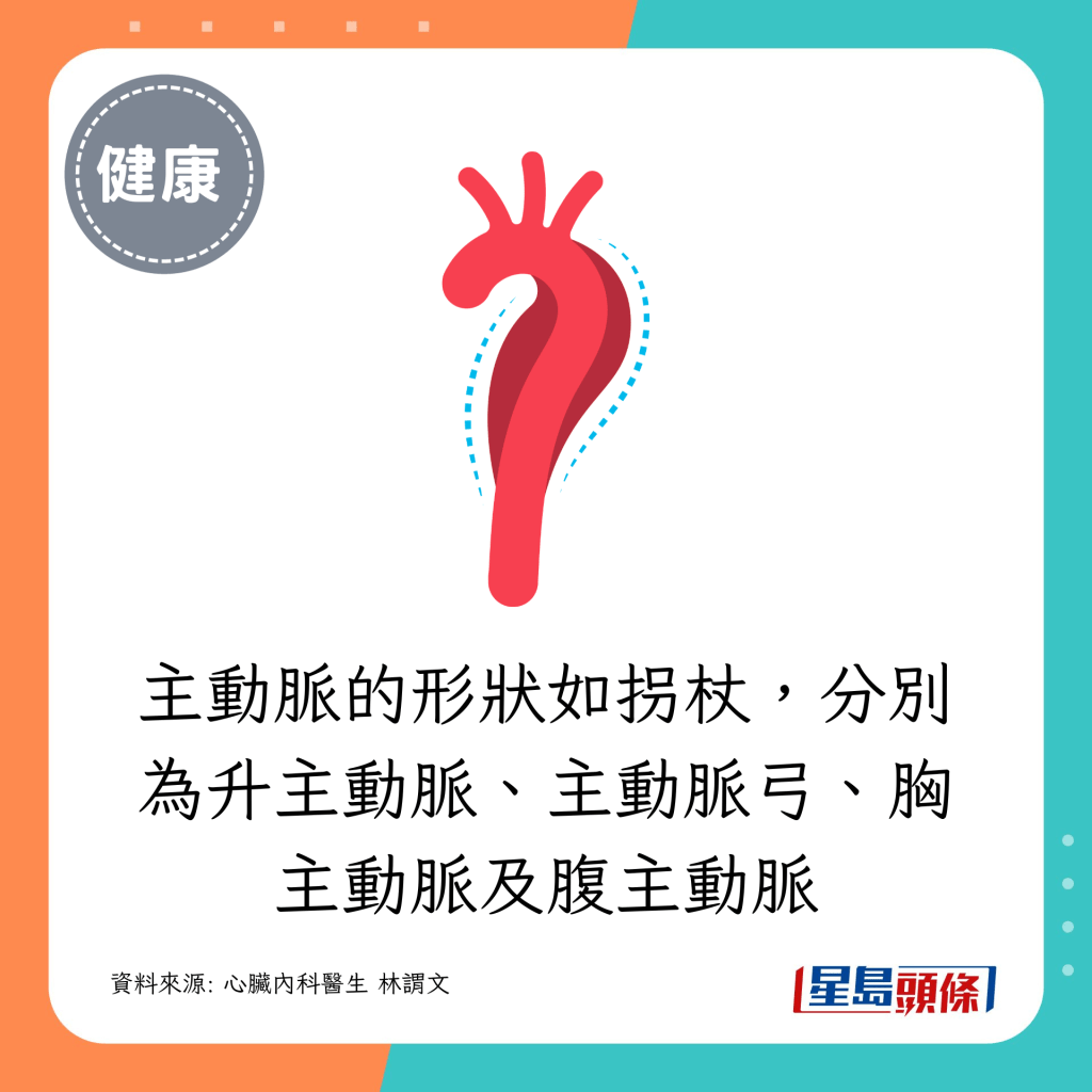 升主動脈、主動脈弓、胸主動脈及腹主動脈