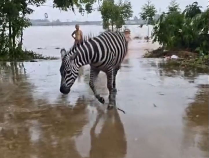 貴港動物園走失大量動物。抖音