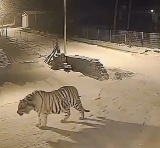 吉林有野生老虎闖入村內，叼走一隻家犬，只吃剩白骨。抖音