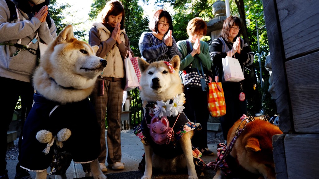 狗狗穿和服到神社參加七五三儀式。 路透社