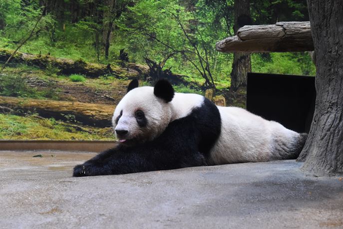 蕾蕾活动照片。上野动物园