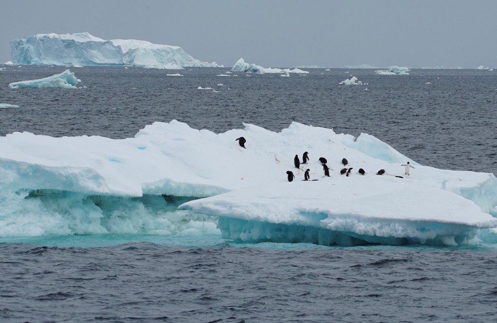 南極海冰面積減少，影響企鵝的棲地。路透社