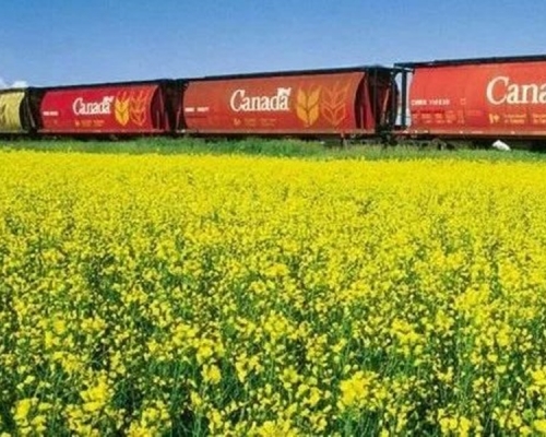 油菜籽田。網圖