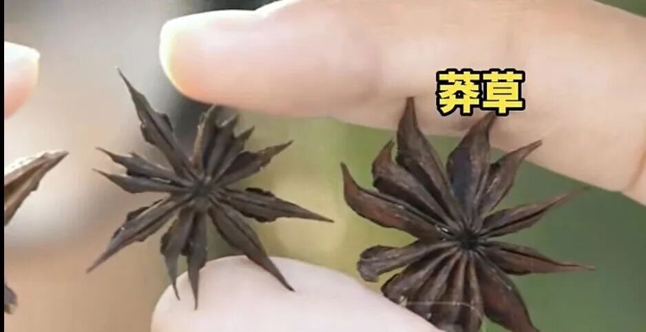 莽草通常有 13 個角左右,角體較瘦長。 莽草通常有 13 個角左右,角體較瘦長。