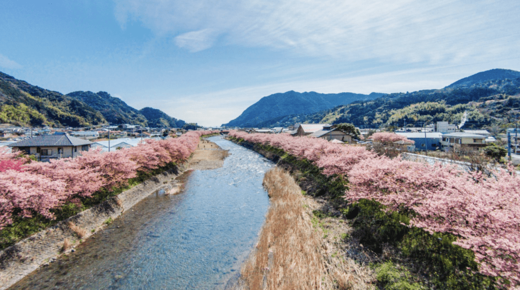 靜岡河津町現櫻花隧道。X@美伊豆|伊豆の觀光情報 靜岡河津町現櫻花隧道。X@美伊豆|伊豆の觀光情報