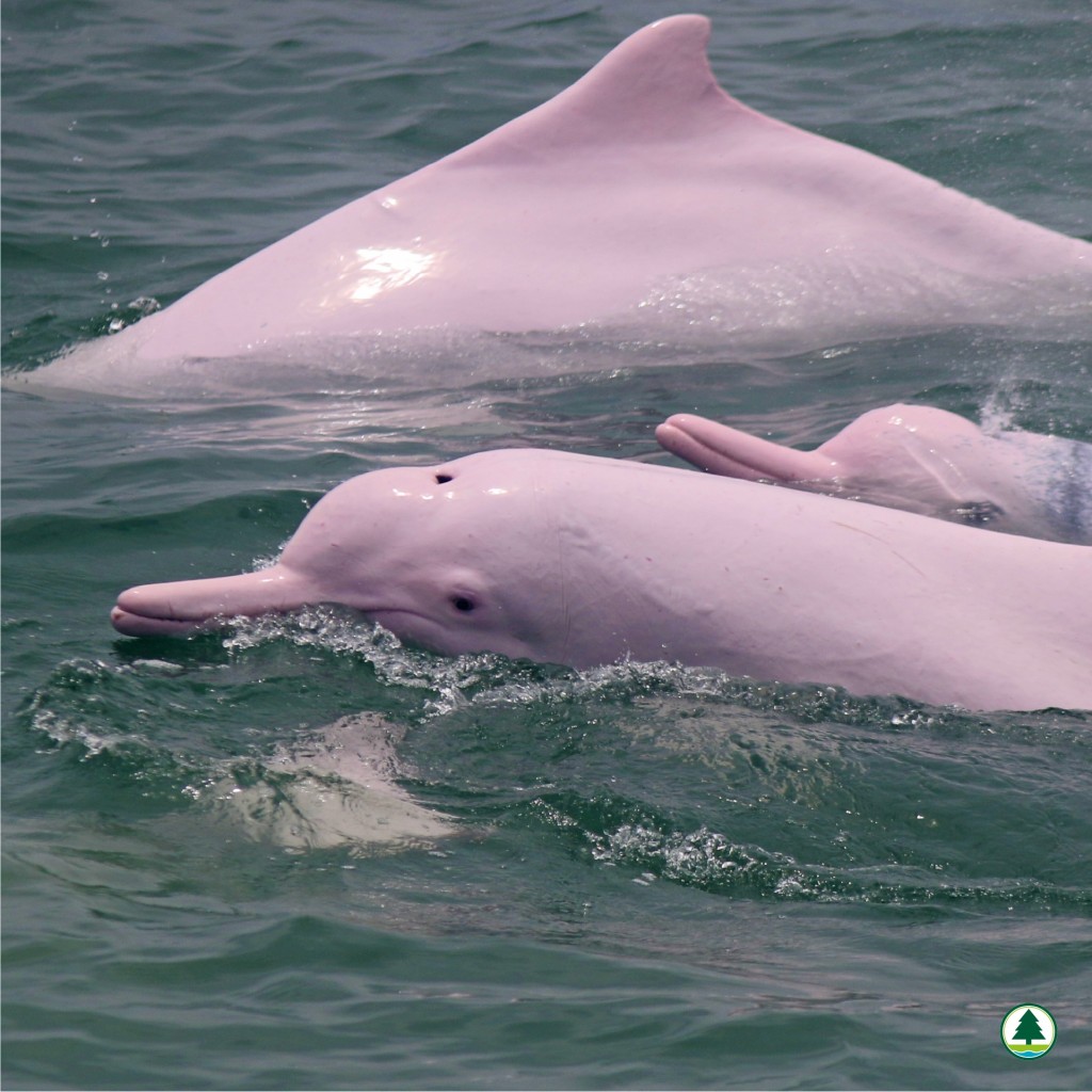 設立南大嶼海岸公園，是想重點保育中華白海豚及江豚的棲息地。漁護署fb圖片