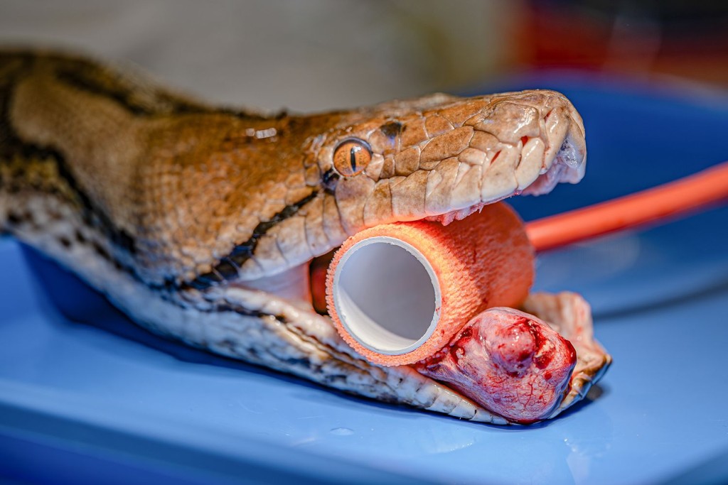 英國切斯特動物園以手術搭配電脈衝化療的方式,治療一條罹患癌症的蟒蛇。 Chester Zoo 英國切斯特動物園以手術搭配電脈衝化療的方式,治療一條罹患癌症的蟒蛇。 Chester Zoo