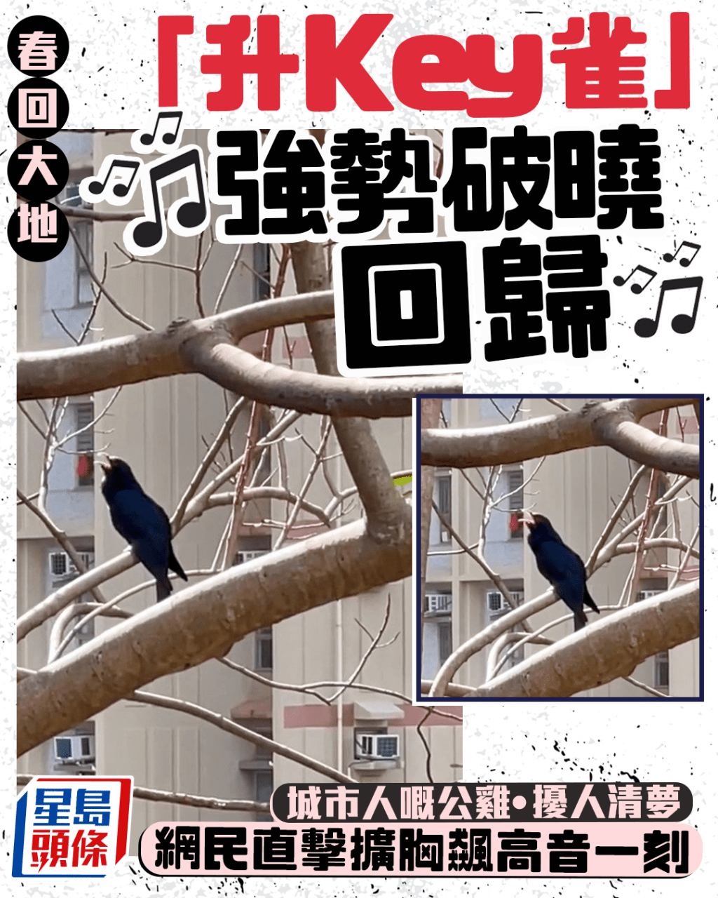 春回大地「升Key雀」強勢回歸 城市公雞擾人清夢 網民直擊真身擴胸飆高音一刻|Juicy叮 春回大地「升Key雀」強勢回歸 城市公雞擾人清夢 網民直擊真身擴胸飆高音一刻|Juicy叮