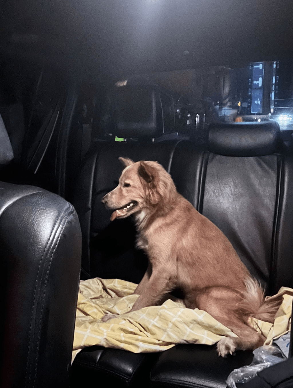 魯克在地震中奮不顧身保護主人的事跡在網上瘋傳。Hope for Strays fb
