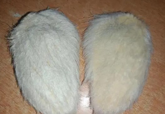 有內地網民給飼養的芒果核起名「大毛」（左）和「二毛」。網上截圖