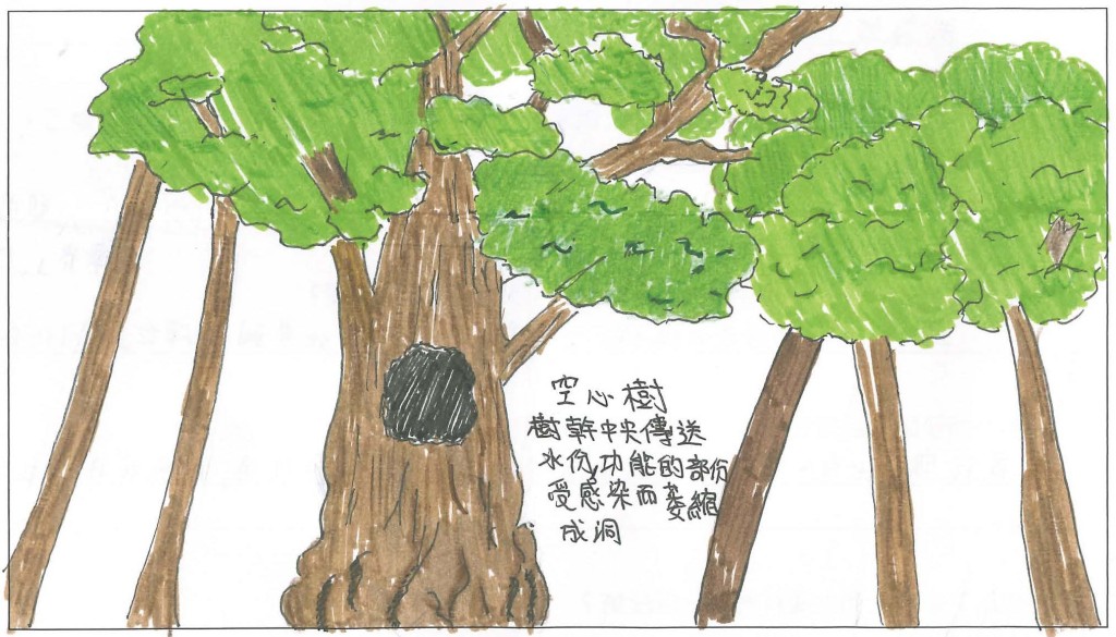 郑佩盈同学所画的空心树，位于荔枝窝。