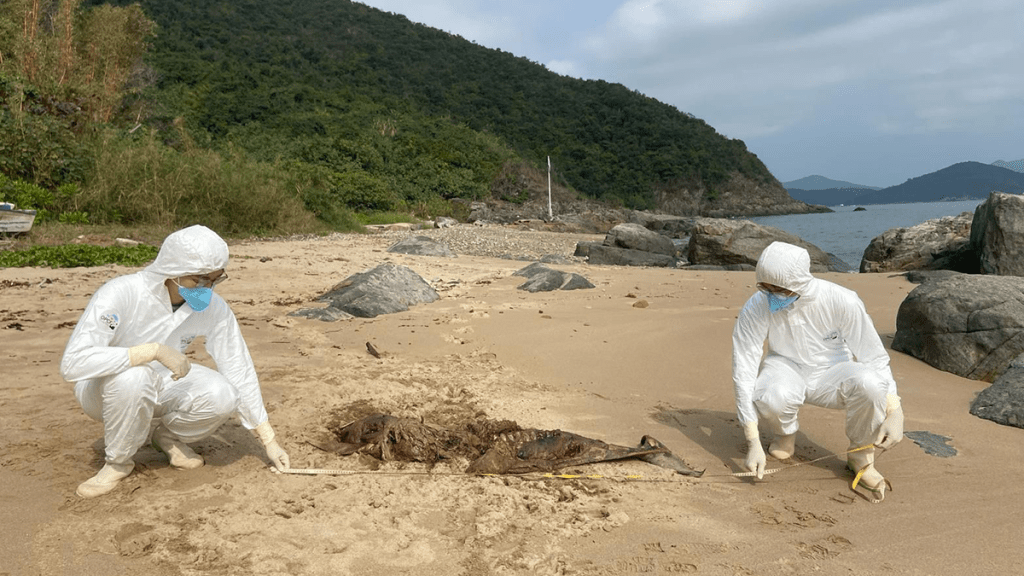 香港海洋公園保育基金公布一宗鯨豚擱淺個案,為本年度第7宗。香港海洋公園保育基金提供