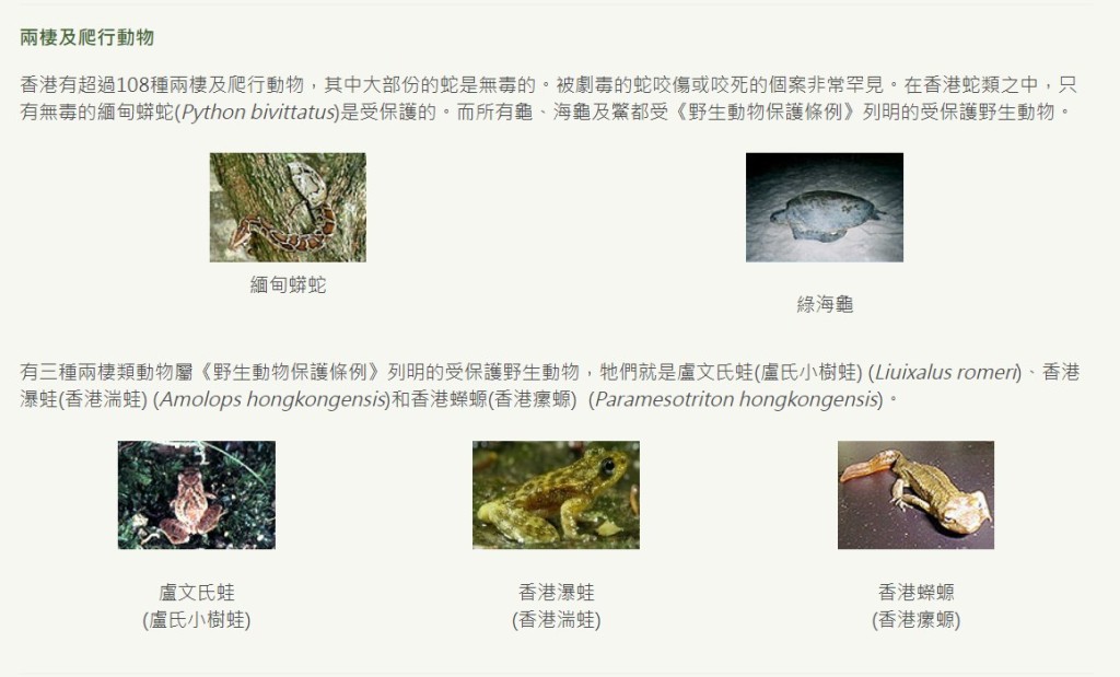 在香港蛇類之中，只有無毒的緬甸蟒蛇(Python bivittatus)是受保護的。網上截圖