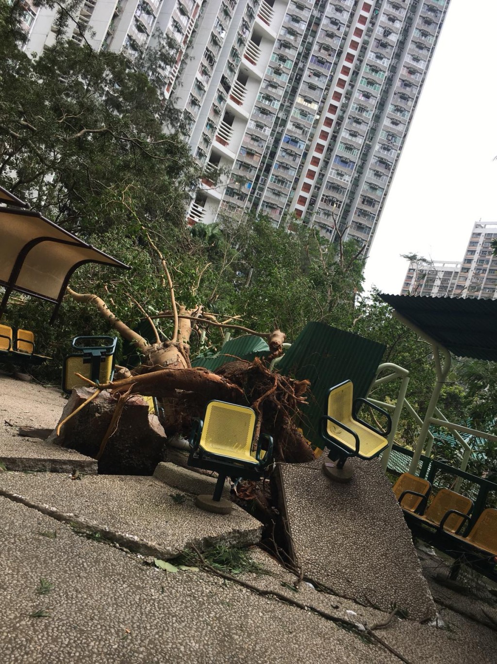 竹園北邨多棵大樹被連根拔起。讀者提供