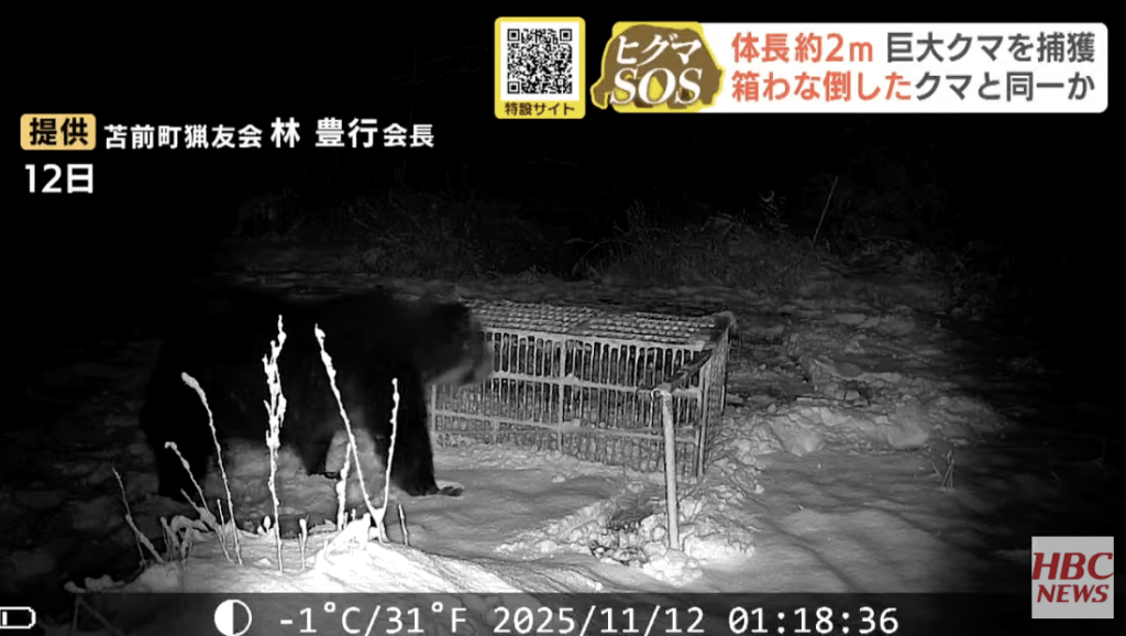 早前更有攝影畫面顯示，一頭棕熊在雪地上徘徊，面對重約300公斤、以鹿肉作誘餌的捕熊籠，不但沒有上當，反而以前爪輕鬆搖晃籠身，更直接將整個陷阱推翻後離去，被日本網民稱為「古惑熊」。HBC NEWS畫面截圖