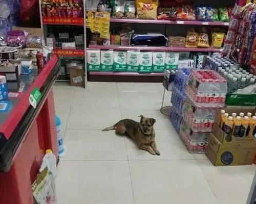 主人武漢太康醫院染疫去世，忠犬守在醫院三個多月不願離去。(網圖)