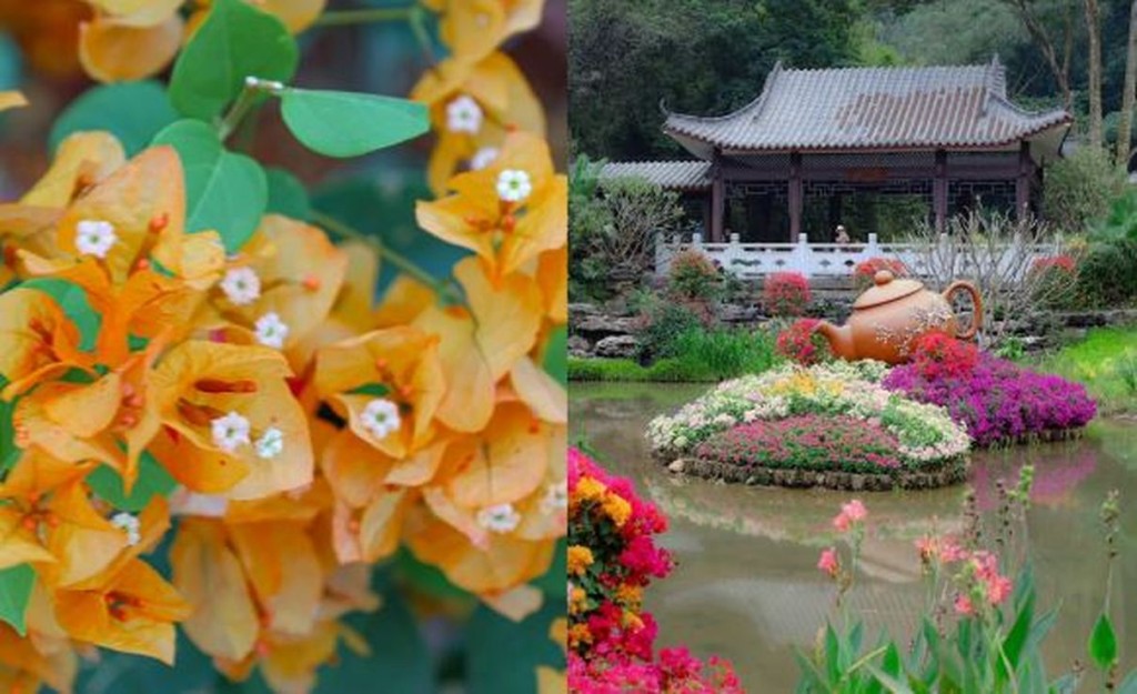 2023廣州簕杜鵑花展｜簕杜鵑是冬天開的花，花期一般在11月至3月之間
