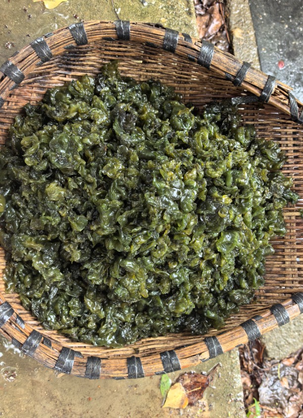 地衣又稱「石耳」，是真菌與藻類共生的複合生物。微博/@我欲隱居山林間