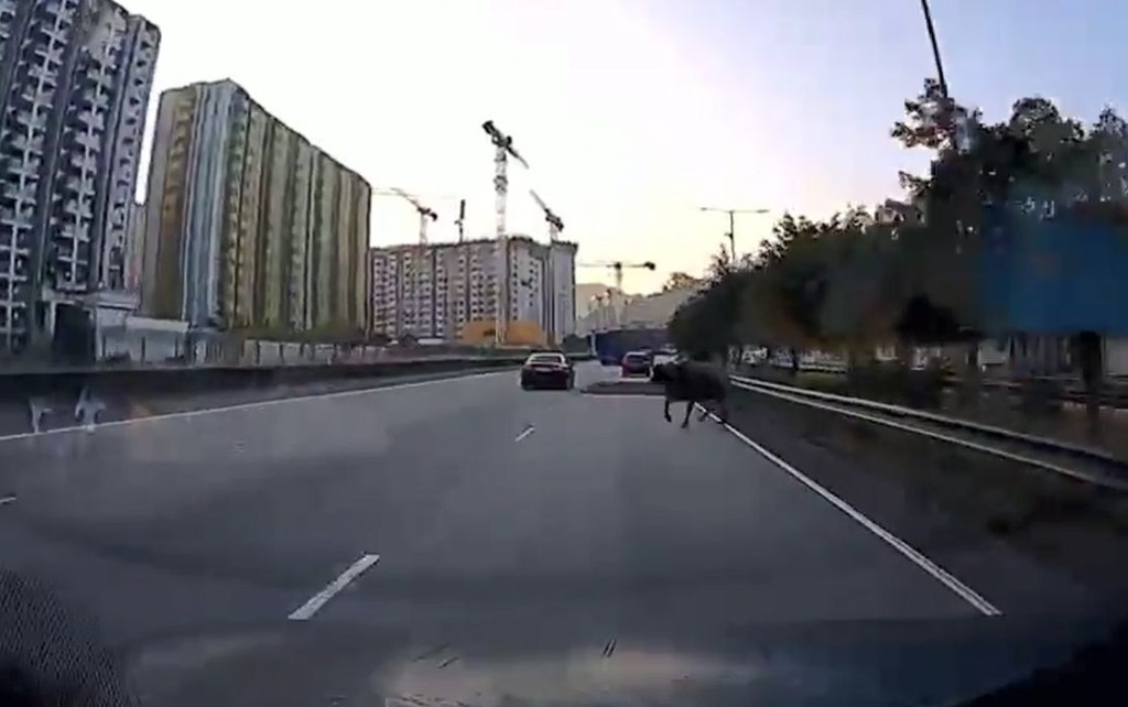 近月發生多宗與撞倒動物相關的交通意外,一星期內先後有牛隻被車撞倒。資料圖片 近月發生多宗與撞倒動物相關的交通意外,一星期內先後有牛隻被車撞倒。資料圖片