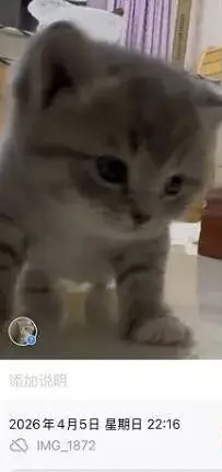 陳女士展示照片，顯示幼貓在拖地前正常健康。 