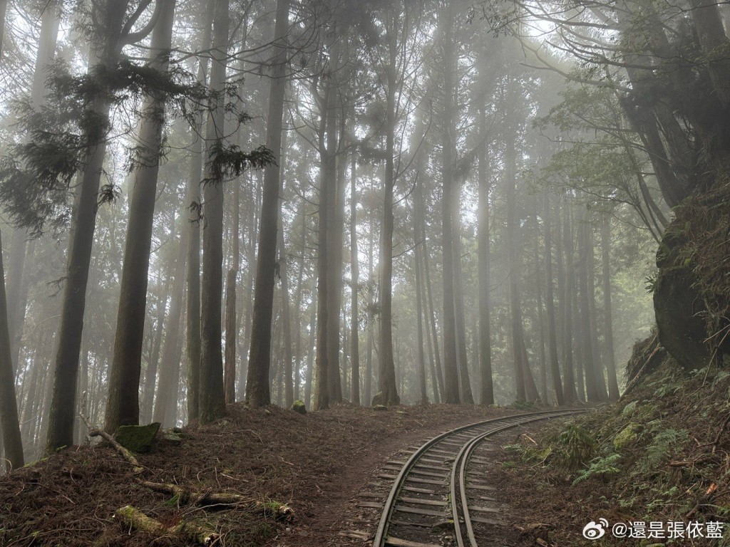 台灣阿里山深具神秘和自然氣息。（微博）