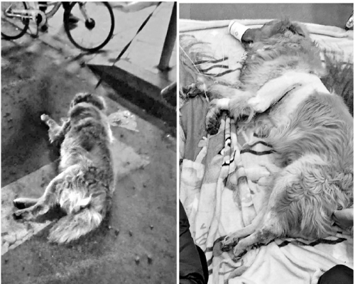 这只金毛寻回犬因心力衰竭而抢救无效死亡。