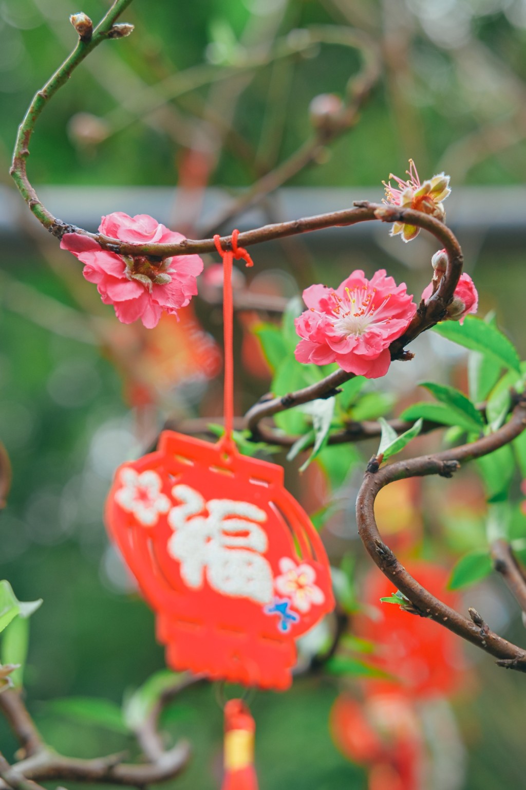 桃花樹掛上新春祝福語。