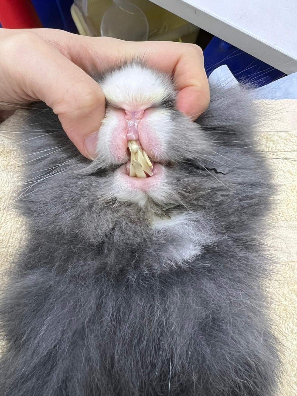 Goofy的牙齿过长。香港兔友协会fb图片