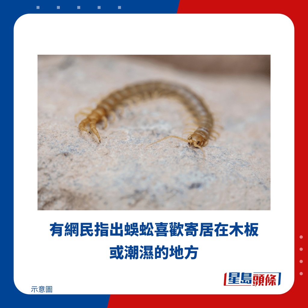 有網民指出蜈蚣喜歡寄居在木板或潮濕的地方