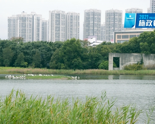 环保团体呼吁政府扩大保育湿地。资料图片