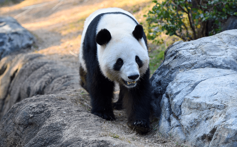 日本最後兩隻大熊貓下月返回中國，引來大批「粉絲」湧動物園道別。上野動物園