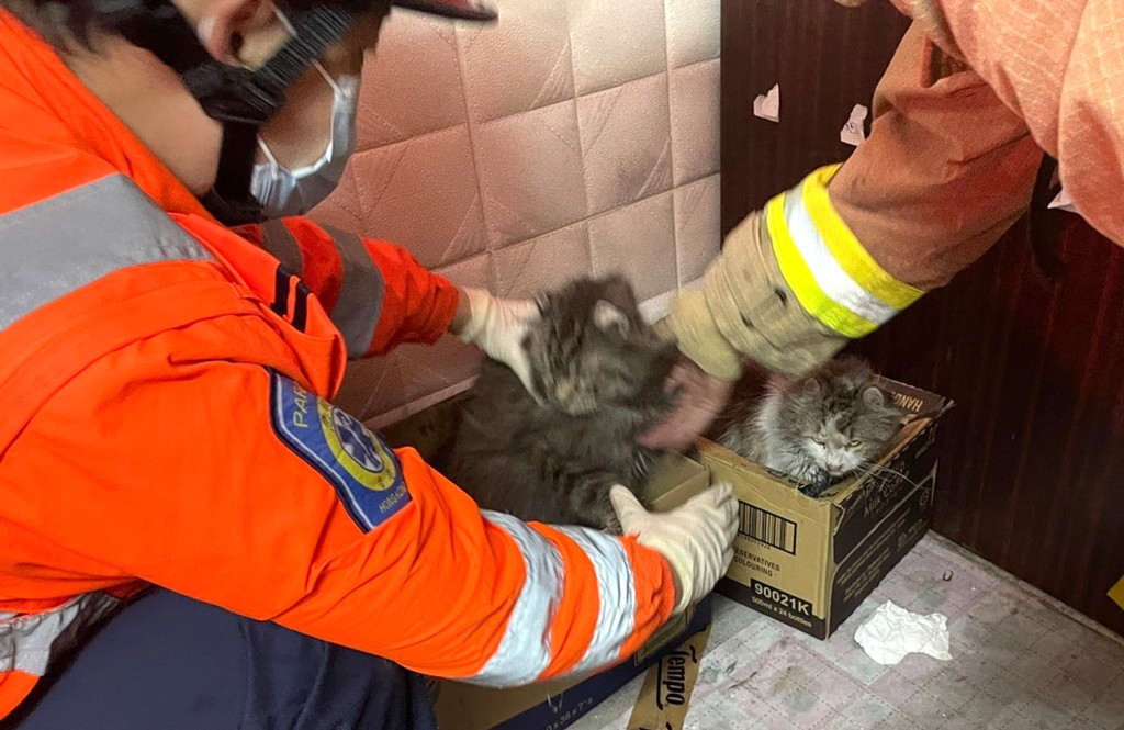 救援人員在劏房內救出三隻貓。