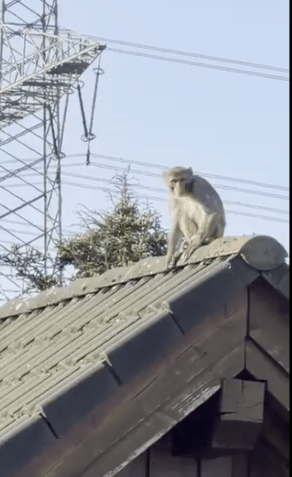警方接獲全市各地排山倒海的市民報告，指在不同角落都發現這群「逃犯」的蹤影。X@dockyyyyyyyyy（下同）