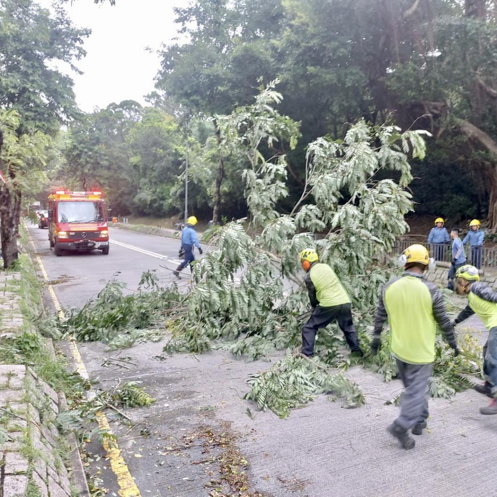 树木办处理逾400棵受风暴影响的树木。发展局facebook图片
