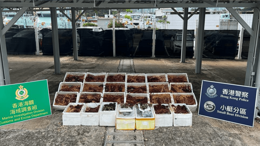 水警海關合作截走私快艇 檢100萬元龍蝦珊瑚