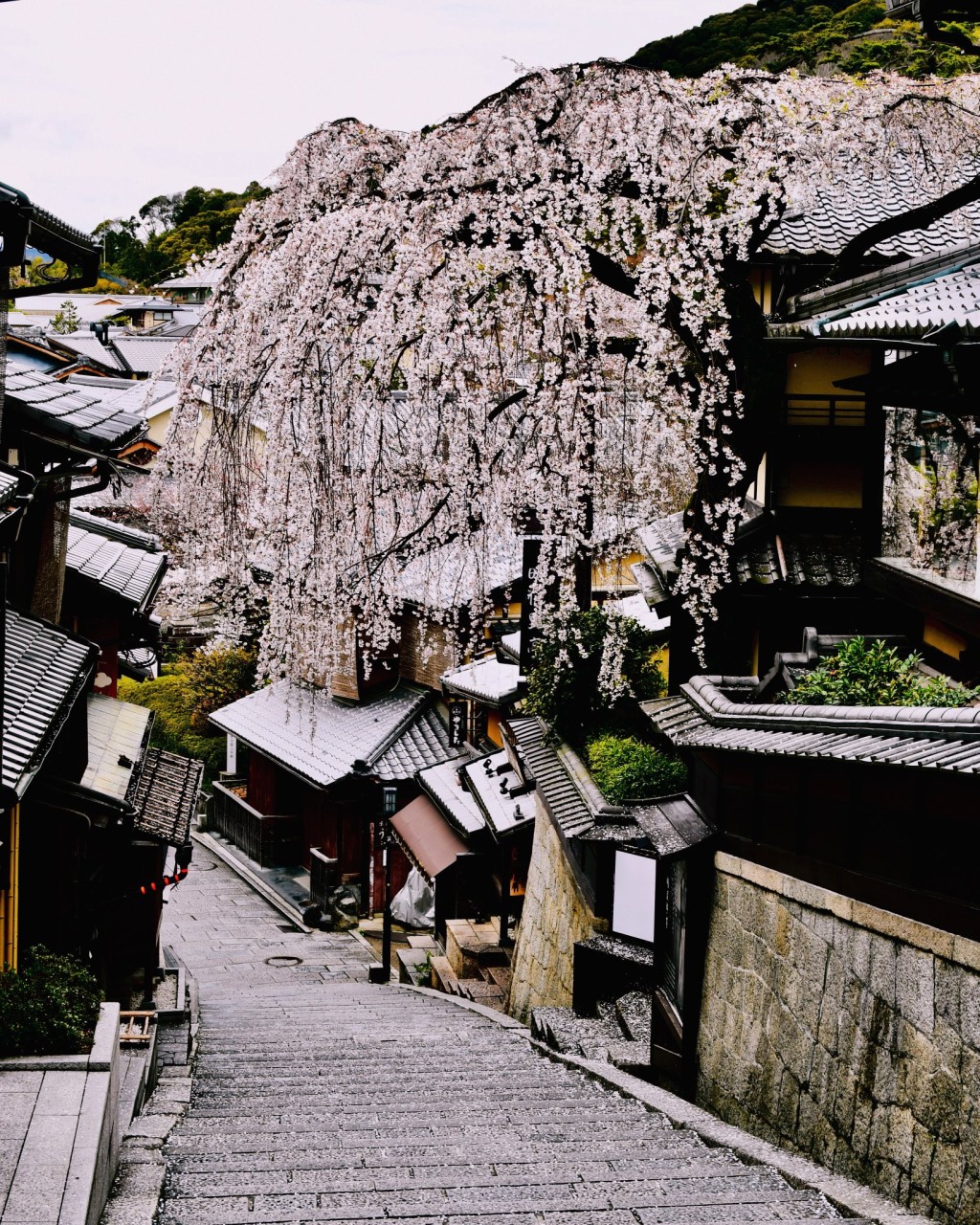 網民發想懷念倒塌櫻花樹的美景。 X