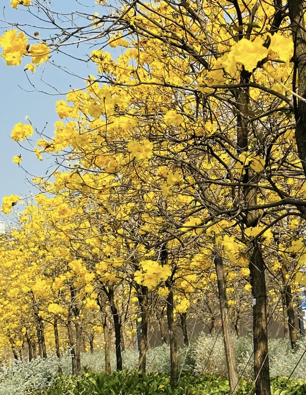 抖动的春风炸开了一树黄花。图片授权Winnie Lam
