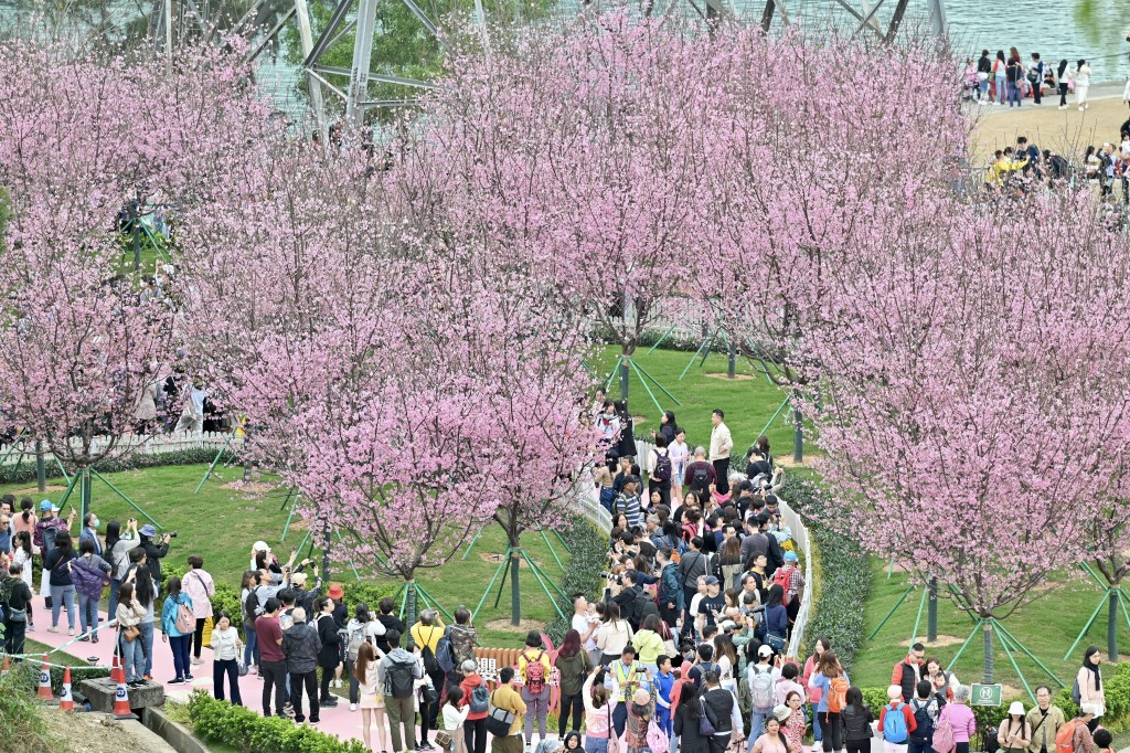 早前東涌櫻花園內多棵櫻花樹綻放情況。資料圖片