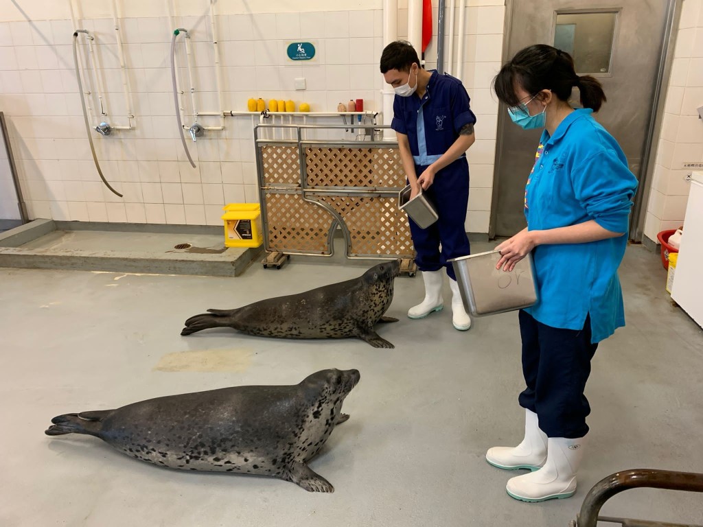 其他有參與計劃的員工，在動物護理員的陪同下學習餵食予海豹。