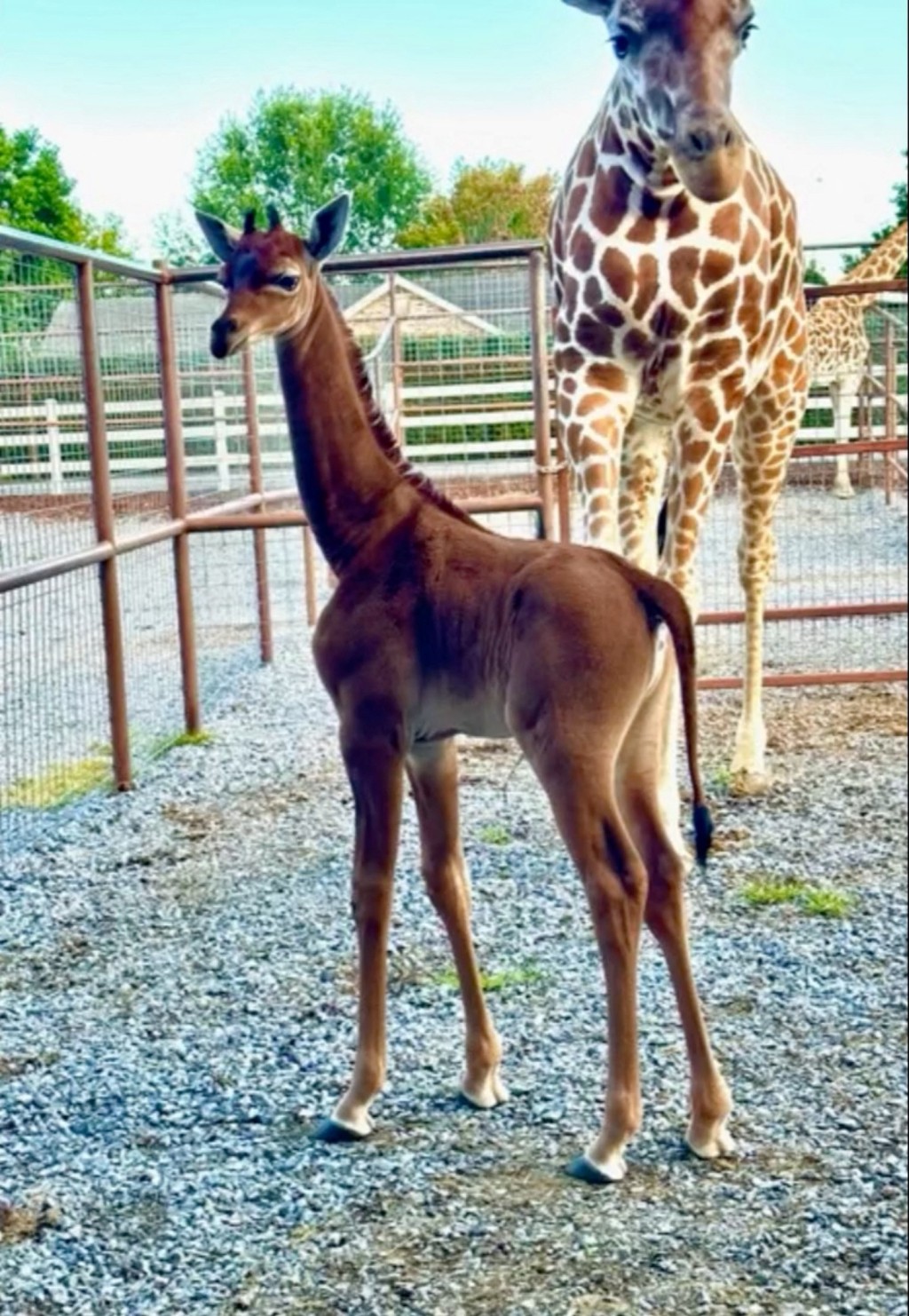 天生无网纹长颈鹿宝宝在美国田纳西州布莱兹动物园（Brights Zoo）出生。 路透社