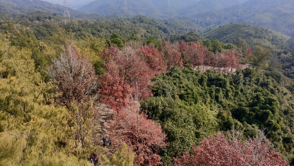 雖然近大棠生態園一帶的山火仍未熄滅，好在楓葉林沒受影響。劉駿軒攝