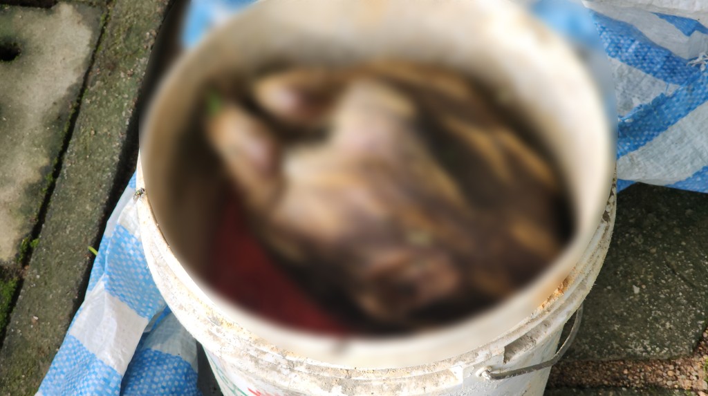 小野豬屍體被裝入一個膠桶內。黃文威攝