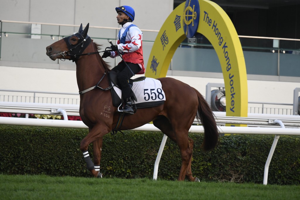 王文揚和弟弟王家揚周日將有新馬初次登場，王氏兄弟合夥的希廄「帶贏來」(圖)，本周日將出戰第三場四班千二米泥地。